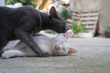 Russian blue cat licking a white cat on its ear lying on the floor