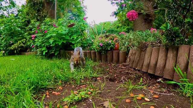 Squirrel feeding in the garden, filmed in 4k