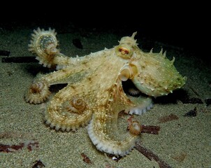 Common octopus - Octopus vulgaris from Cyprus  © Sakis Lazarides