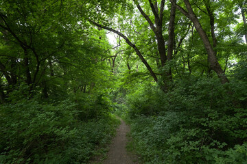 narrow path in a dense summer green forest