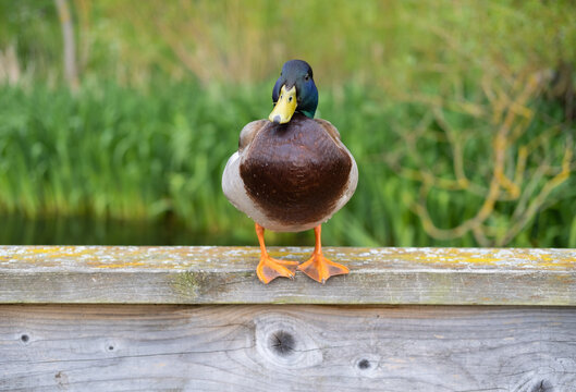 Front view of a duck resting on a handrail looking at camera