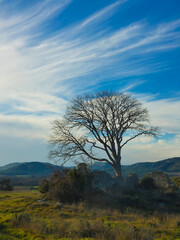 Obraz premium Tree in a provencal landscape topped by a magnificent blue sky embellished with beautiful and light white clouds in the Alpilles in Provence in France
