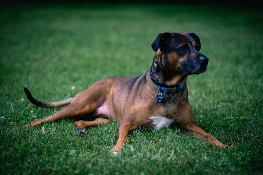 Closeup shot of a Staffy (Staffordshire Bull Terrier) resting on the grass