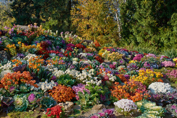 Decorative composition of fresh chrysanthemum flowers, autumn bouquet. Ornamental design with colorful flowers of chrysanthemums. Multicolored chrysanthemums in autumn Iasi botanical garden, Romania.