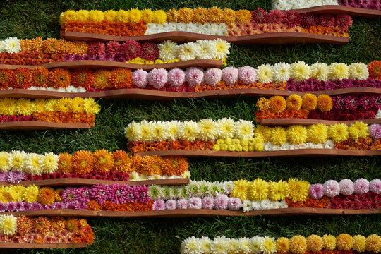 Decorative composition of fresh chrysanthemum flowers, autumn bouquet. Ornamental design with colorful flowers of chrysanthemums. Multicolored chrysanthemums in autumn Iasi botanical garden, Romania.