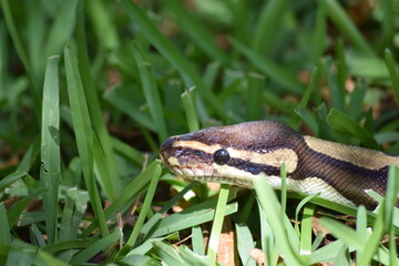 Close up of a ball python in green grass. Wild African python