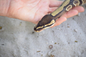 Ball python in woman's hand on a beach. Domesticated royal python