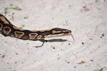 Close up of a ball python head, with its tongue out. African python on a beach
