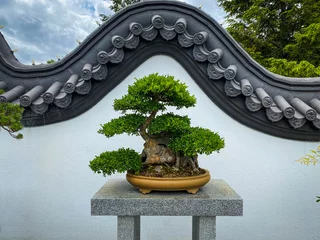 Schilderijen op glas Chinese Elm bonsai tree on display at Montreal Botanical Garden. 115 year old bonsai.  Japanese art of growing and training miniature trees in pots, developed from traditional Chinese art form penjing © EWY Media