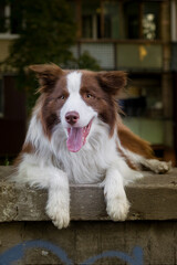 Adorable Young Border collie dog sitting on the ground against livinghouse. Cute fluffy petportrait.