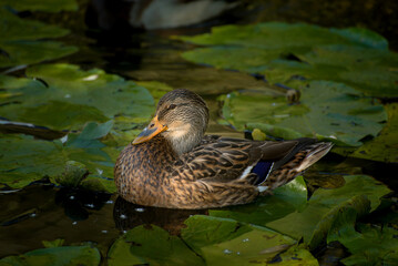 The Mallard, Young Grey Common Ducks in a pond.