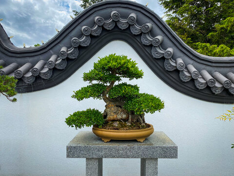 Chinese Elm bonsai tree on display at Montreal Botanical Garden. 115 year old bonsai.  Japanese art of growing and training miniature trees in pots, developed from traditional Chinese art form penjing