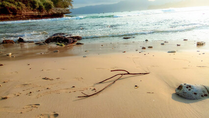 tree branches stranded on the beach