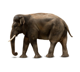 Big Indian, Asian Elephant isolated on white background.