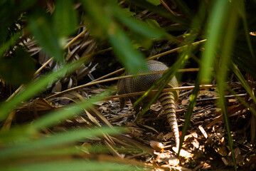 Armadillo in the brush of Cumberland Island 