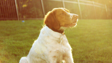 Britany Spaniel dog enjoying the sun 