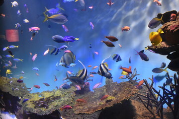 colorful fish