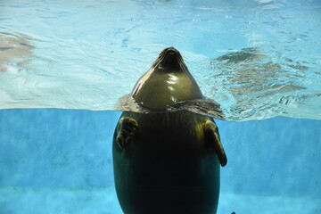 seal in the water