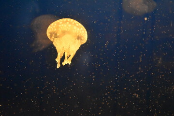 jellyfish