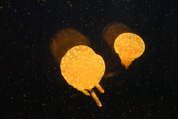 jellyfish