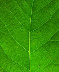 Naklejka na ściany i meble Aesthetic green teak leaf close-up suitable as a background