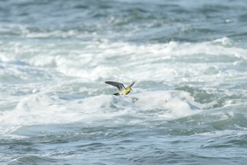 white bellied green pigeon in a seashore