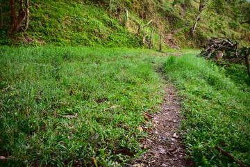 A worn walking path through a patch of grass in the Colombian Andes