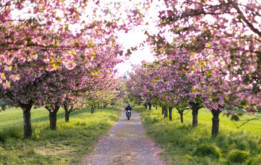 Motorbiker on the road in pink sakura (japanese cherry) alley. Lonely biker on a motorcycle on the...
