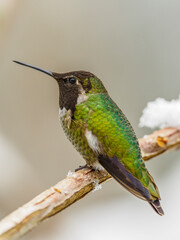 Fototapeta na wymiar Anna's Hummingbird (Calypte anna) in Winter