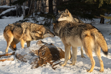 Grey Wolves (Canis lupus) Touch Noses Over Body of White-tail Deer Winter