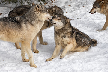 Grey Wolf (Canis lupus) Touches Noses With Wolf on Ground Winter
