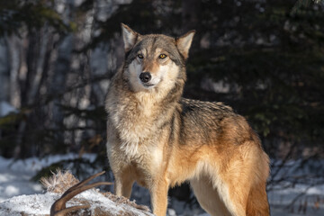 Grey Wolf (Canis lupus) Stands Listening Over Body of White-tail Deer Winter