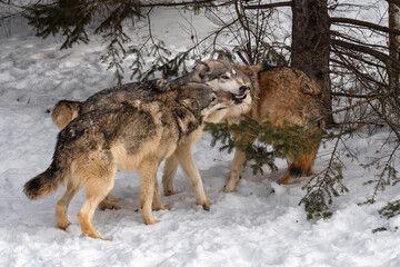Grey Wolves (Canis lupus) Meet Under Pine in Forest Winter