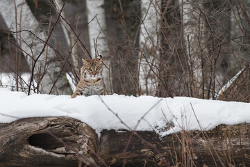 Bobcat (Lynx rufus) Looks Over Log Ears Back Winter