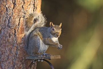 Curious squirrel looking at the camera.