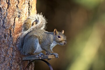 Naklejka na ściany i meble Side profile of a squirrel on a perch.