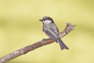 Chickadee perched on a stick.