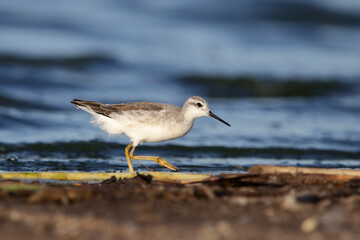 Fototapeta premium White shorebird 1