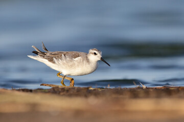 White shorebird 2