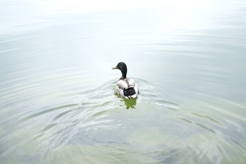 Fototapeta premium A duck was swimming in the pond.