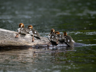 Common Merganser  ducklings resting on log  in the river