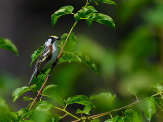 Chestnut-sided Warbler perched on a tree branch in spring