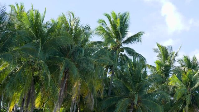Natural texture with juicy leaves. Awensome topical palm tree with branches moving in wind. Calm relaxing background. Travel vacation nature concept. Tropical forest background