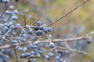 Growth of Blackthorn on small branch with blurred background