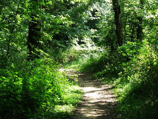 Obraz premium The Hidden Path