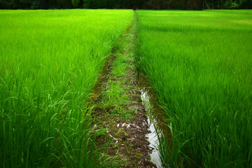 The rice fields are green rice fields.