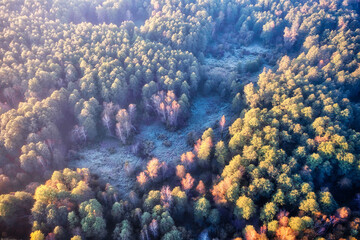 Autumn frosty morning with fog in the forest.