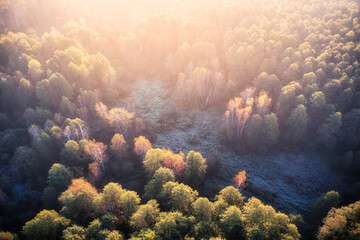 Autumn frosty morning with fog in the forest.
