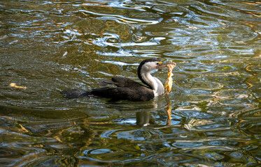 Little Pied Cormorant (Microcarbo melanoleucos)