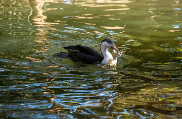 Little Pied Cormorant (Microcarbo melanoleucos)